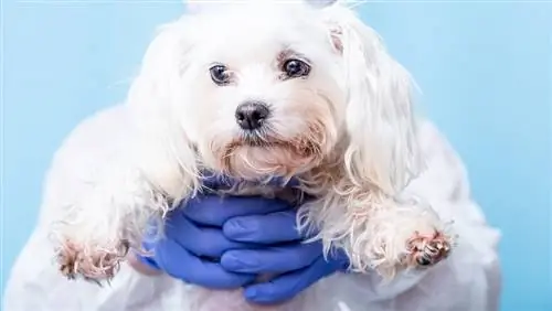 vétérinaire-en-bleu-caoutchouc-gants-tient-un-petit-chiot-m altais_Sorokina-Viktoryia_shutterstock