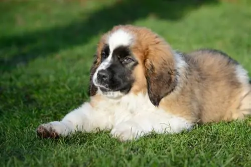 Mini St. Bernard (kokerspaniels & Saint Bernard Mix): informācija, attēli, fakti