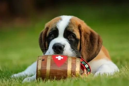 Mini chiot St Bernard sur l'herbe