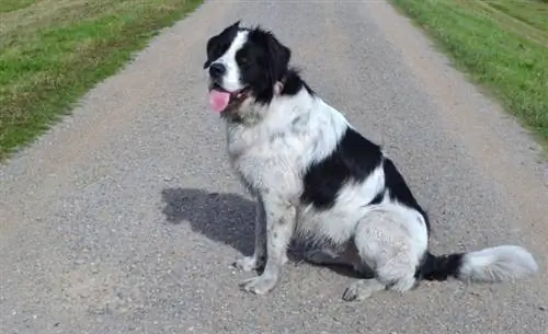 Border kólia Bernard (Border kólia & Saint Bernard Mix): Informácie, obrázky, vlastnosti & Fakty