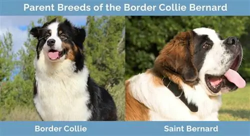 Races pares de Border Collie Bernard