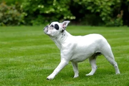 bulldog francès caminant per l'herba