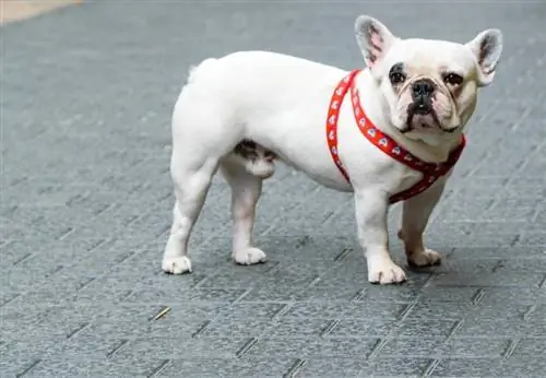 White French Bulldog: معلومات ، صور ، سمات ، & حقائق