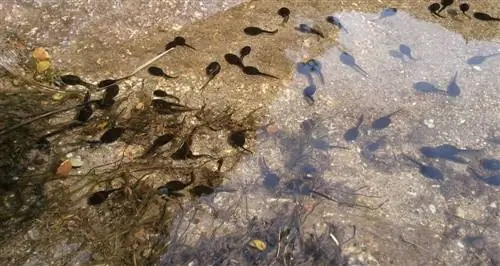 suda tadpoles