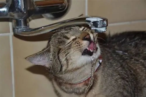 gato bebiendo agua