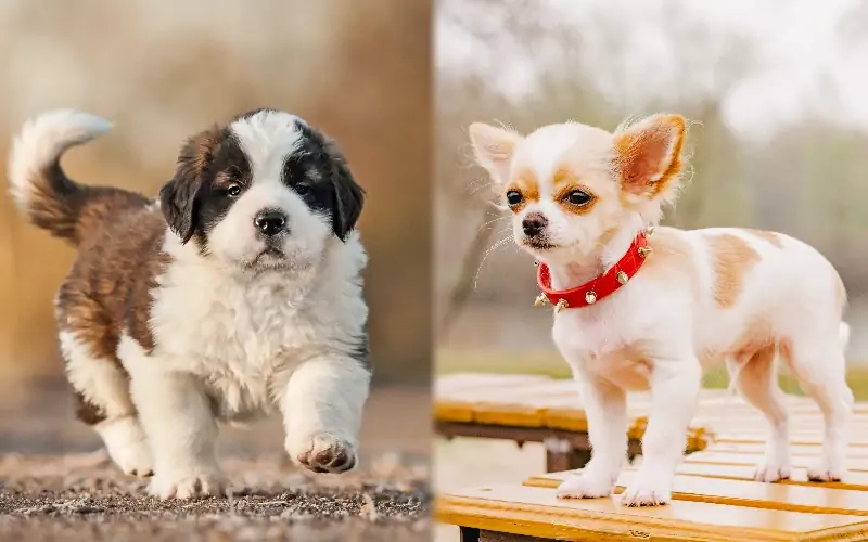 Puppy parent breed ng St. Bernard Chihuahua Mix