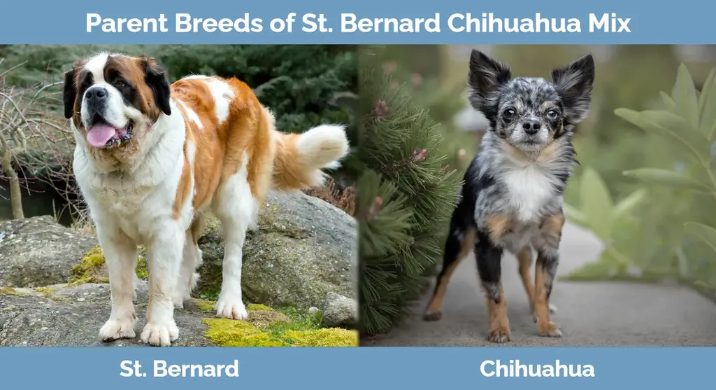 Mga magulang na lahi ng St. Bernard Chihuahua Mix