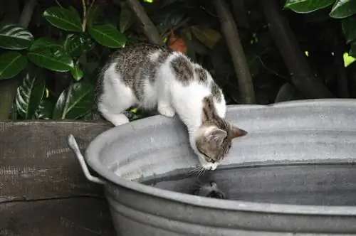 gato bebiendo agua en el jardín