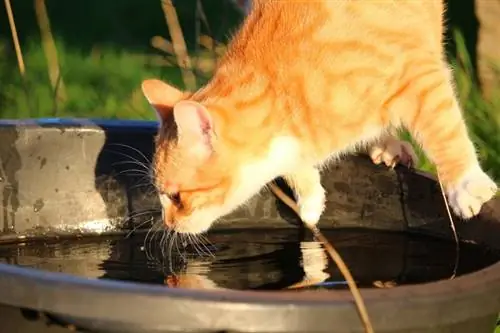 gato naranja oliendo agua