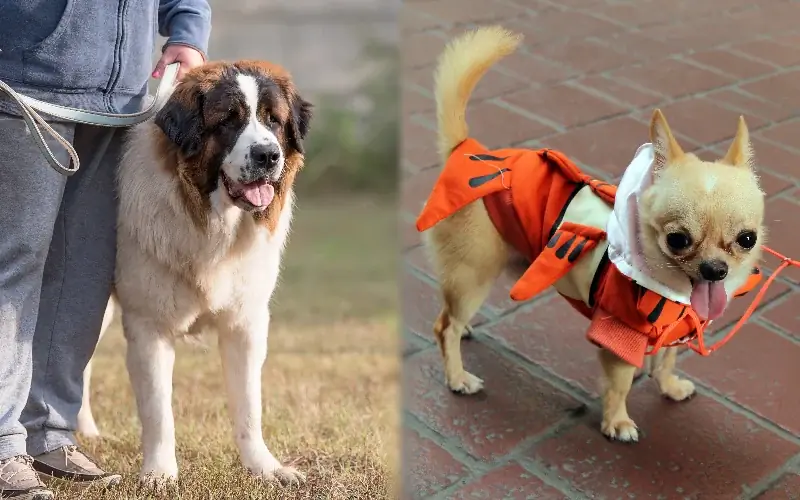 Nag-eehersisyo ang mga magulang na lahi ng St. Bernard Chihuahua Mix