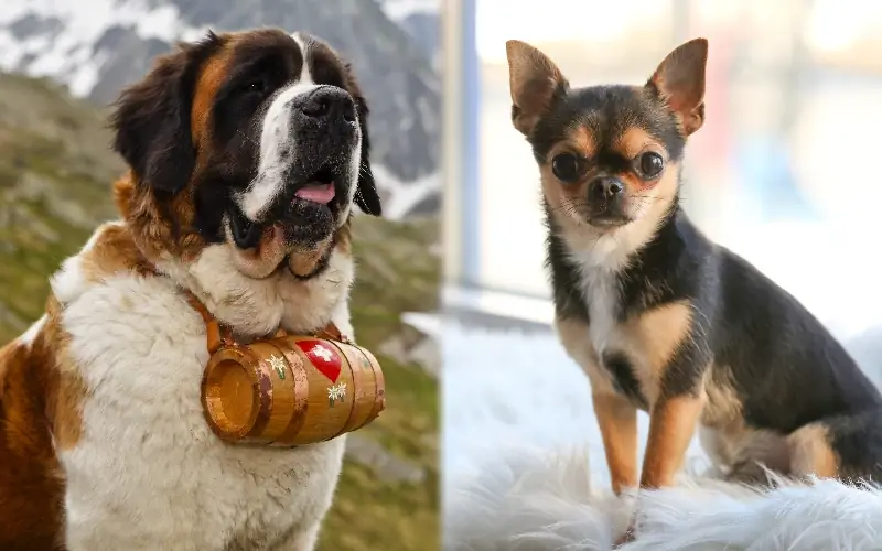 Mga magulang na lahi ng St. Bernard Chihuahua Mix