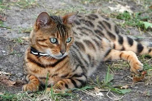 Bengal na pusa na nakahiga sa lupa