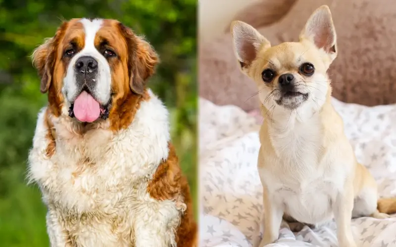 St Bernard Chihuahua Mješanac: slike, njega, temperament & Osobine