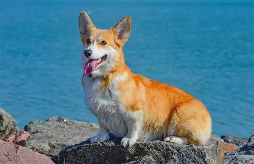 qen corgi ulur në një shkëmb të madh