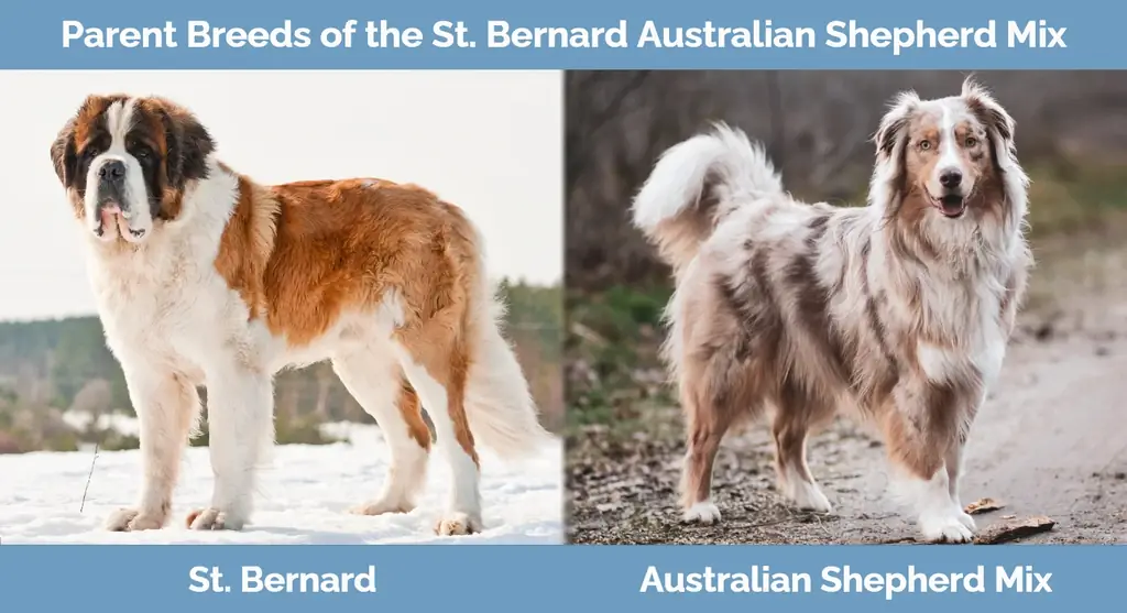 Γονικές ράτσες του St. Bernard Australian Shepherd Mix