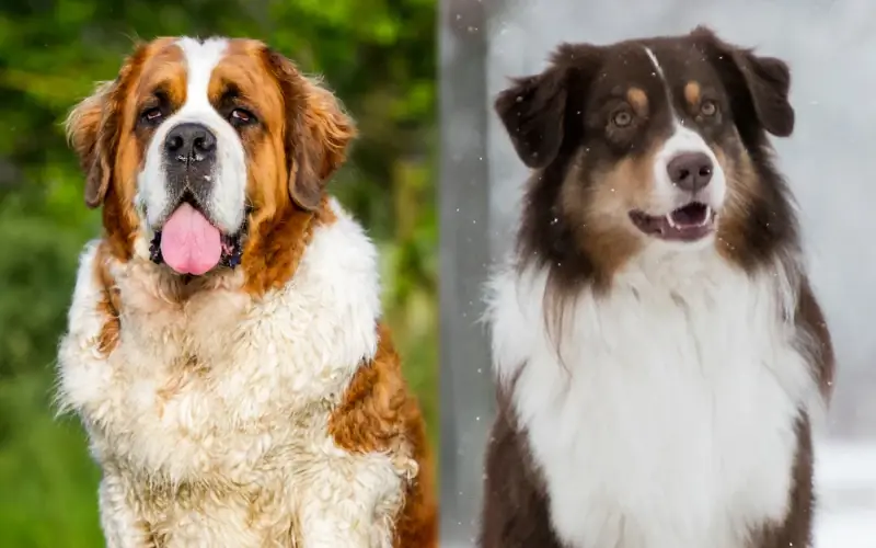 St. Bernard Australian Shepherd Mix: Photos, Soins, Tempérament & Traits