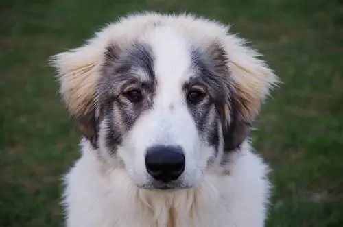 São Pastor (Pastor Alemão & St. Bernard Mix): Fotos, Informações, Fatos