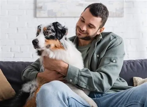 ทำไม Australian Shepherd ของฉันนั่งทับฉันบ่อยจัง? 4 เหตุผลยอดฮิต