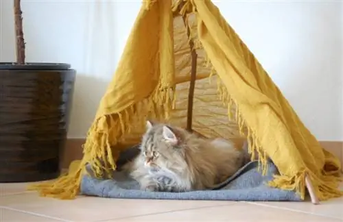 Teepee mèo tự làm