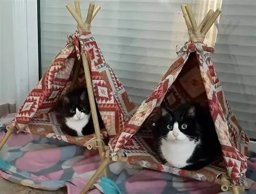 Tự làm lều Teepee cho mèo