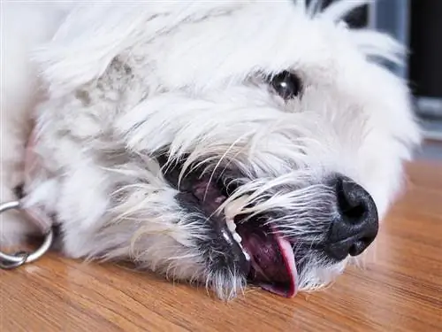 een zieke hond die op de houten vloer ligt