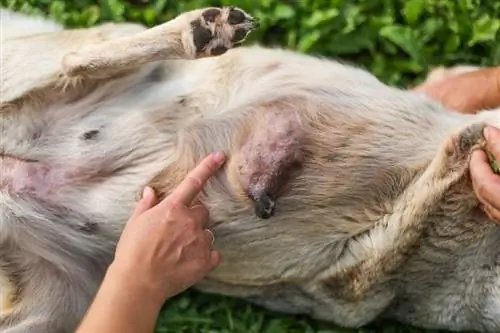 kankergezwel bij een hond