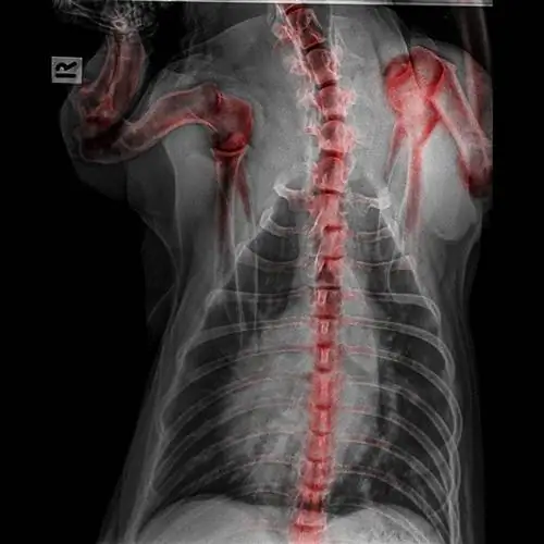 Döş qəfəsi zədəsi olan itin rentgenoqrafiyası