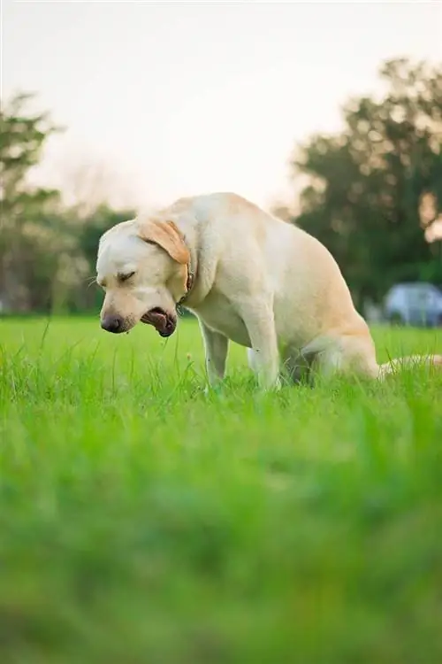 labrador retriever öskürək