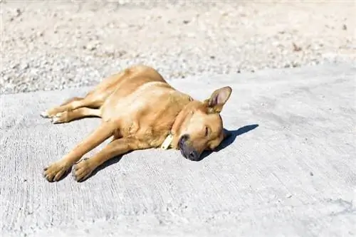 Hitteberoerte hond