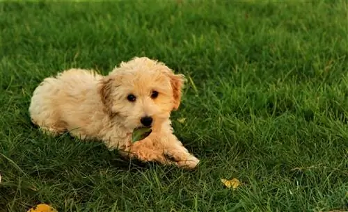 Miniatura Goldendoodle (Golden Retriever & Mini Poodle Mix): Información, Imágenes, Características & Hechos