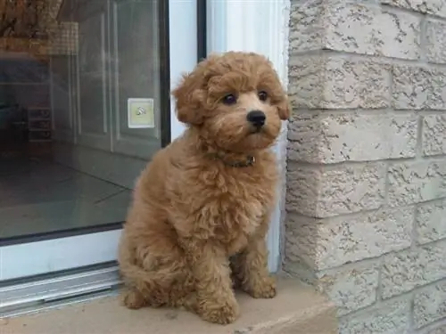 Miniatyura Goldendoodle kuchukcha