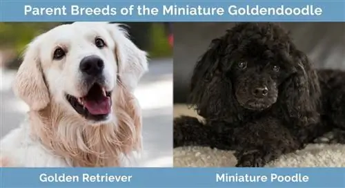 Razas parentales del Goldendoodle miniatura