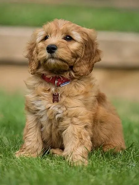 Miniatyr Goldendoodle-hund