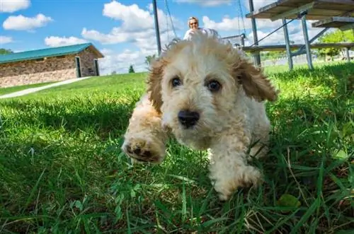 miniatyr goldendoodle