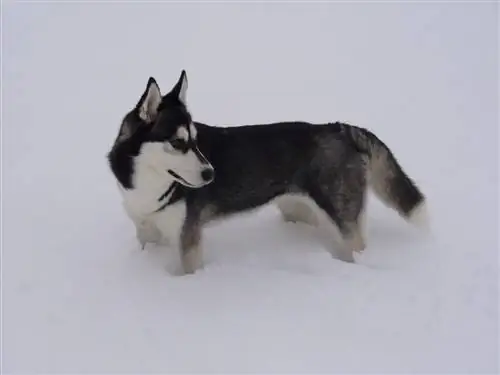 Alaskan Klee Kai kwenye theluji