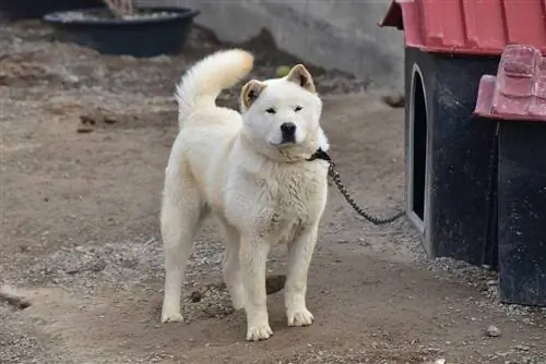 Jindo Nyeupe