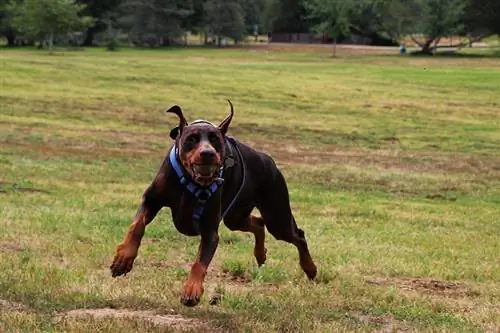 anjing doberman mengambil bola