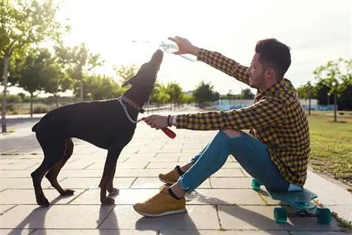 pronari mashkull që i jep ujë qenit doberman