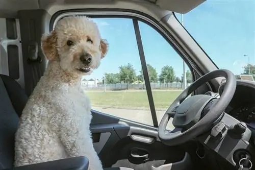 Double Doodle (Goldendoodle & Labradoodle Mix): Impormasyon, Mga Larawan, Katotohanan