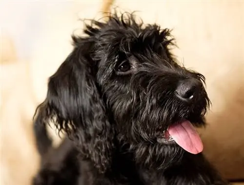 Double Doodle (Goldendoodle e Labradoodle Mix) Informazioni sulla razza del cane