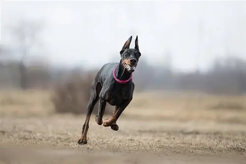 Os Dobermans são bons cães de corrida? A Resposta Impressionante