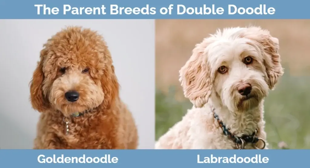 Ang magulang ay nag-breed ng Double Doodle