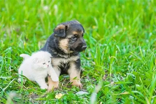 Deutscher Schäferhundwelpe mit niedlichem Kätzchen, das auf grünem Gras sitzt