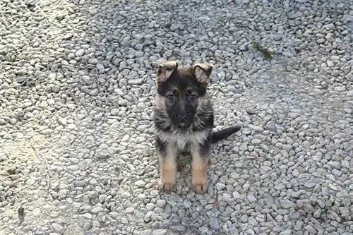 anak anjing gembala jerman duduk di atas tanah