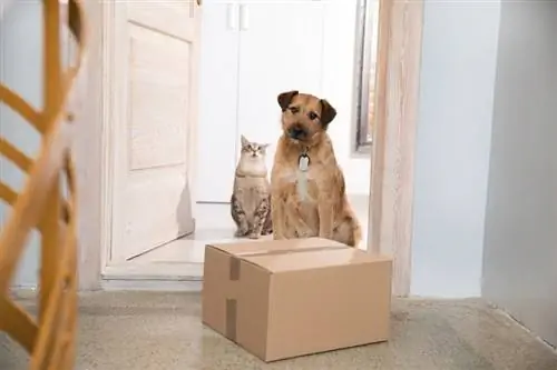 Parcel-dog-and-cat_WiP-Studio_shutterstock