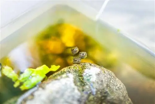 Laubfroschkaulquappen schwimmen im Aquarium