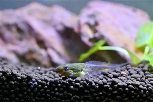 Kaulquappe am Boden des Aquariums