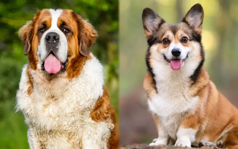 St. Bernard Corgi Mix: Cov duab, Temperament & Yam ntxwv