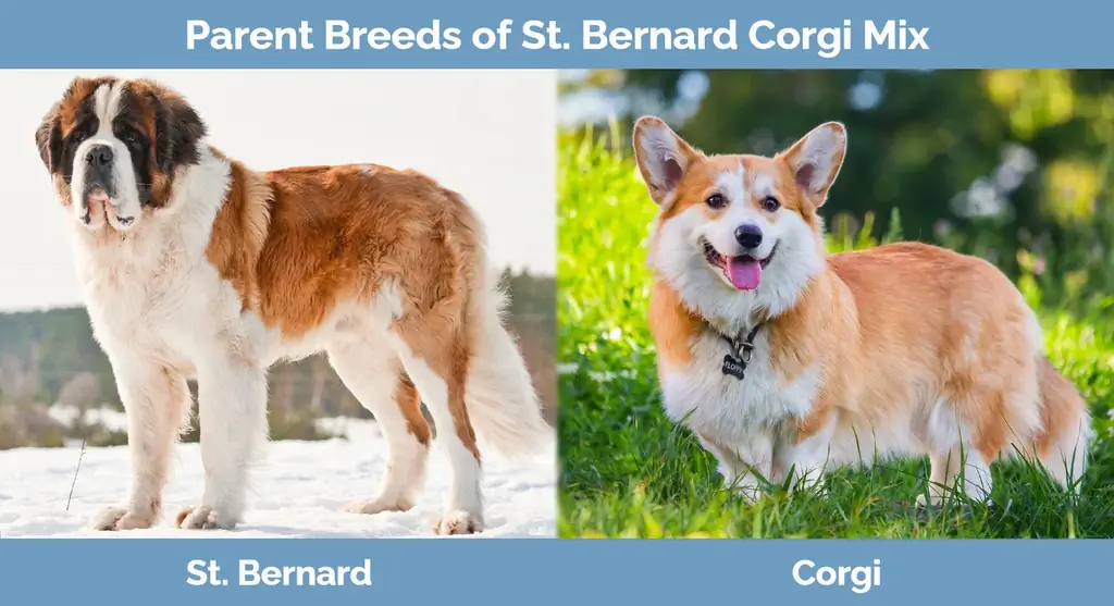 St. Bernard Corgi Mix szülőfajtái