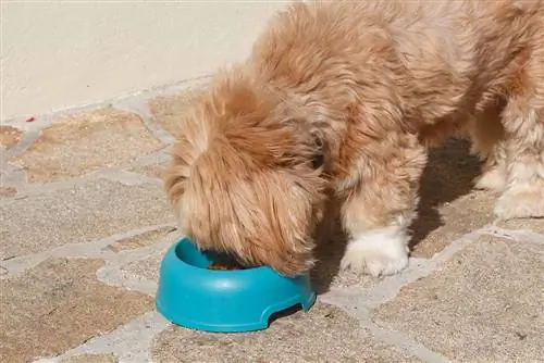 Lhasa Apso cane che mangia in una ciotola per cani di plastica blu